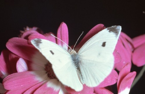 cabbage-moth-cabbage-butterfly-1-la